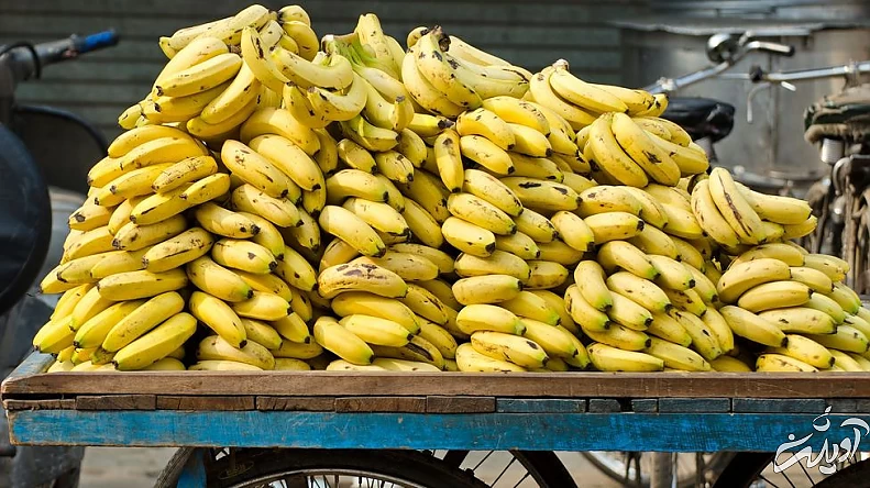 ۸ خوراکی برای مبارزه با چاقی شکمی موز